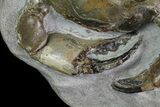 D Fossil Crab (Pulalius) Washington - Washington State #67570-4